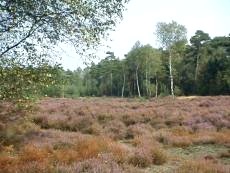 Heideveld op het landgoed Houdringe