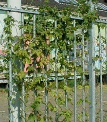Westerdokseiland - Hop