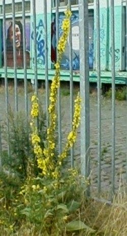 Westerdokseiland - Koningskaars