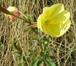 Westerdokseiland - Teunisbloem
